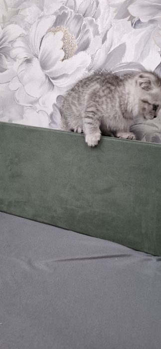 Шотландские котята девочки
