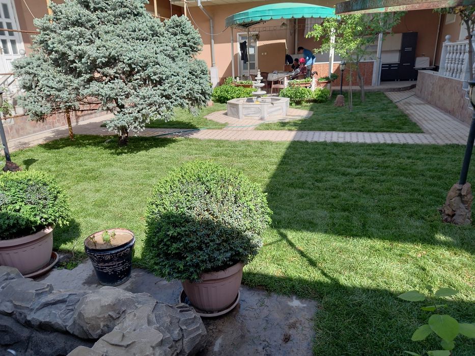 GAZON EKAMIZ, Urug' sepamiz