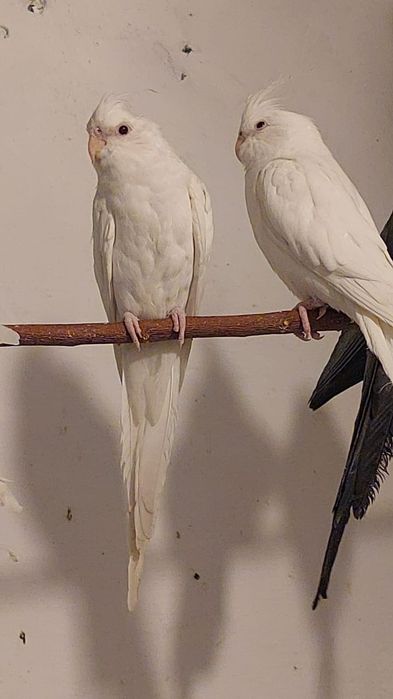 Попугаи разных видов