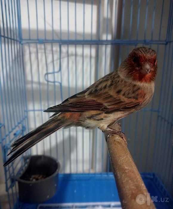 Kanareka krasni moda bez petno sotiladi