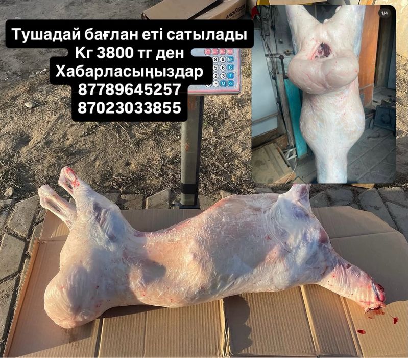 Тушадай бағлан еьі сатылады