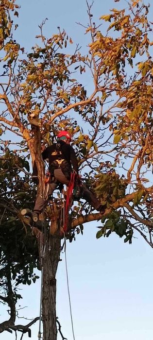 кастрим и оформяме дървете, режем опасни дървета арборист