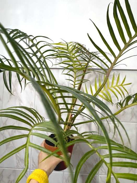 Филодендрон Элеганс Тортум (Philodendron Bipinnatifidum Tortum)