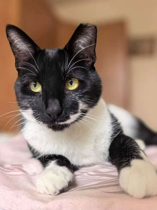 Коте Мърр търси дом