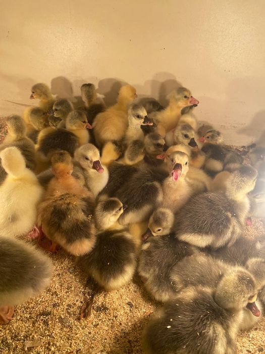 Серый гуси Линда