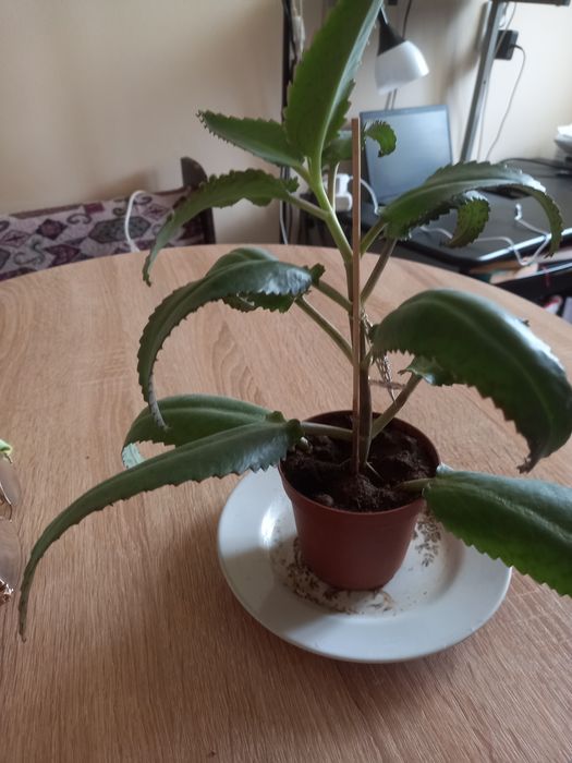 Продам цветок колонхоя