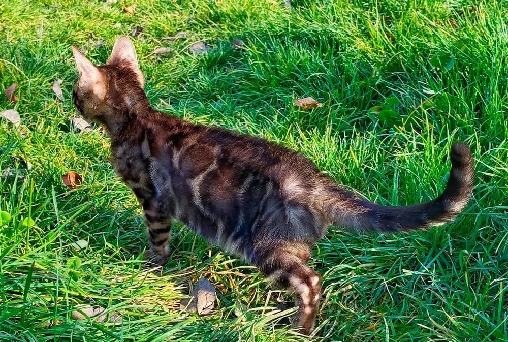 Бенгальские клубные котята