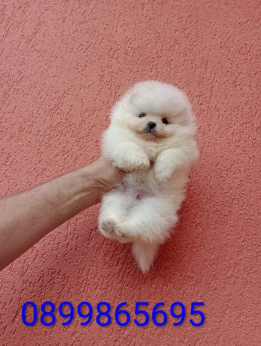 Мини момиченце и момиченце Померани