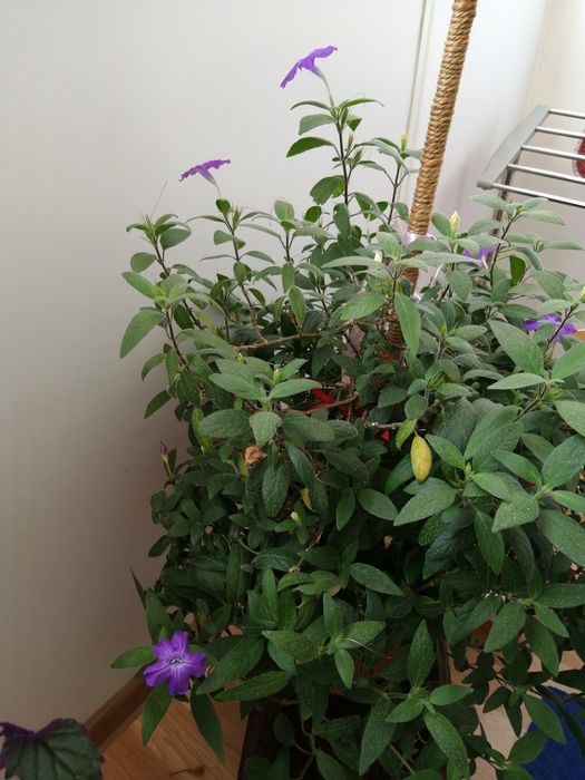 Продам комнатный цветок.