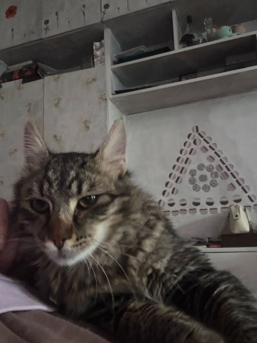 Рошаво момче търси своите Осиновители