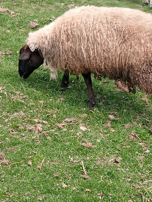 Cine dorește oi suffolk