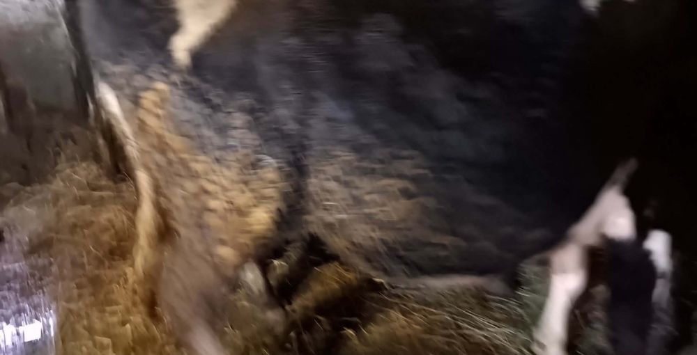 Vând vaci și juninci holstein