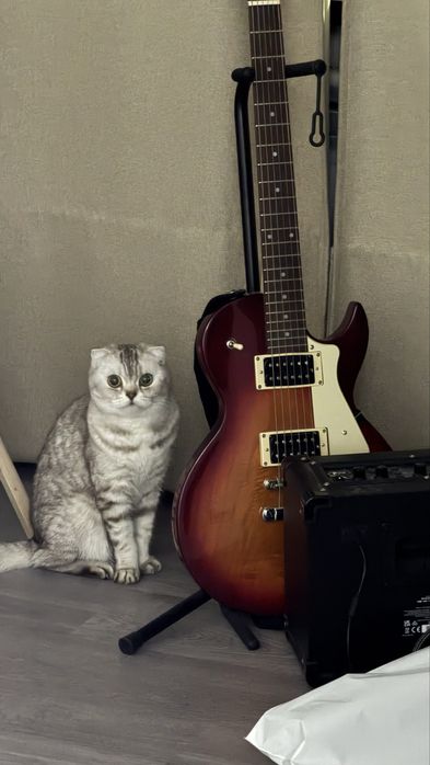 Шотландская вислоухая кошка
