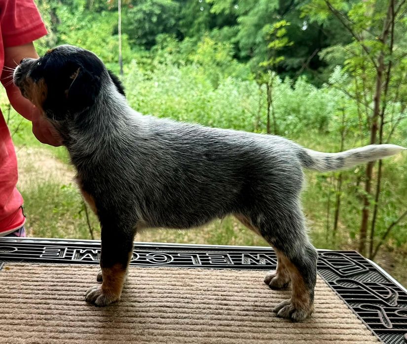 Australian Cattle Dog mascul