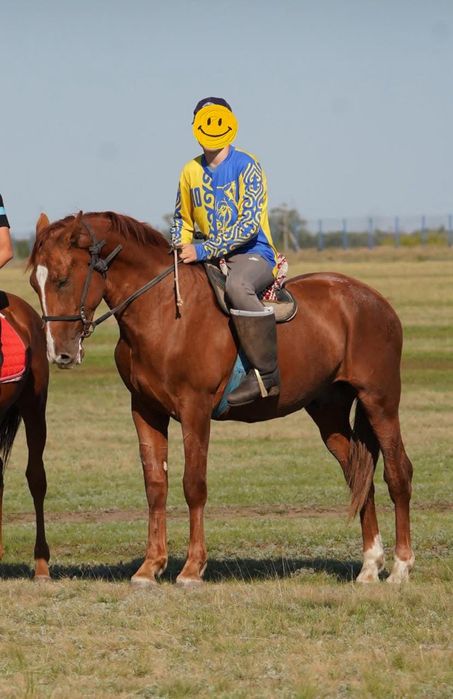 Жеребец от дончака 2х летка (кунан)