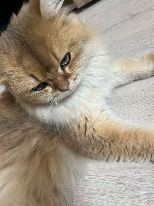Шишило кошка длина шерстная