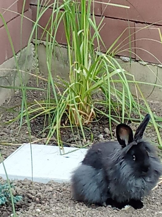 Animale de companie  iepuriță cu cap de leu iepuriță cu cap de leu