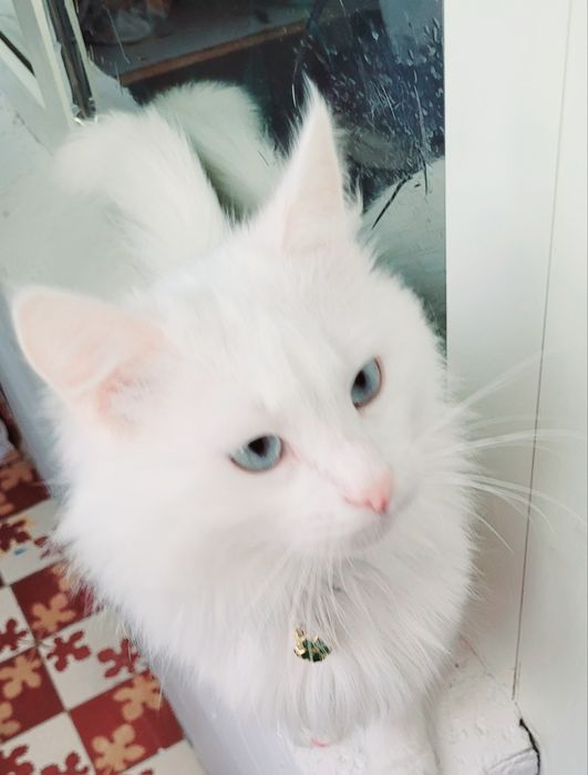 Вязка кот Турецкого Ангора