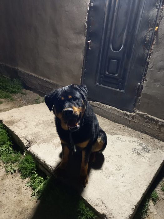 Продам Ротвейлер