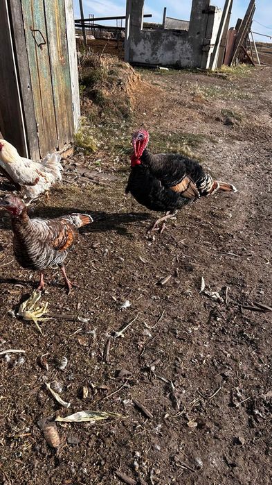 Продам индюков самцы