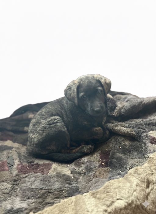 Отдадим  девочку 2 месяца