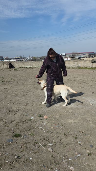 Профессиональная дрессировка