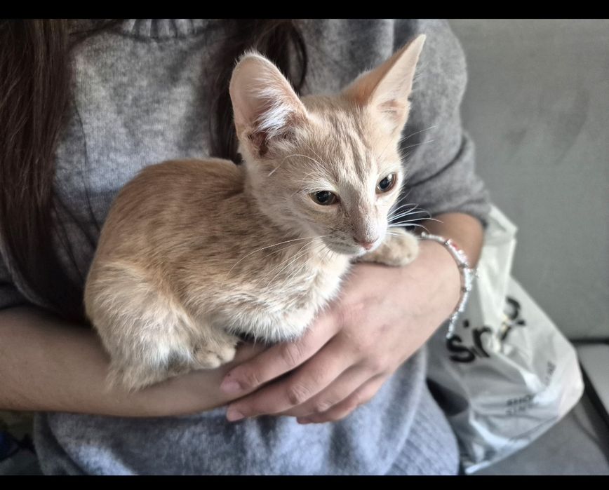 Отдам котенка в добрые руки