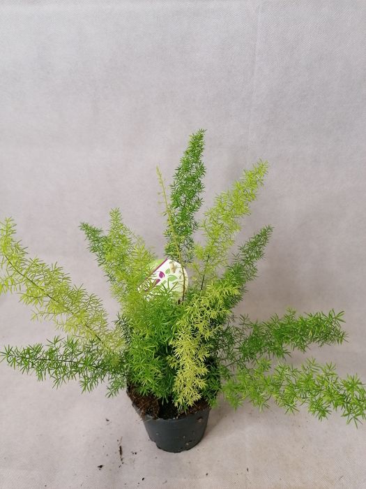 Стайни зелени цветя