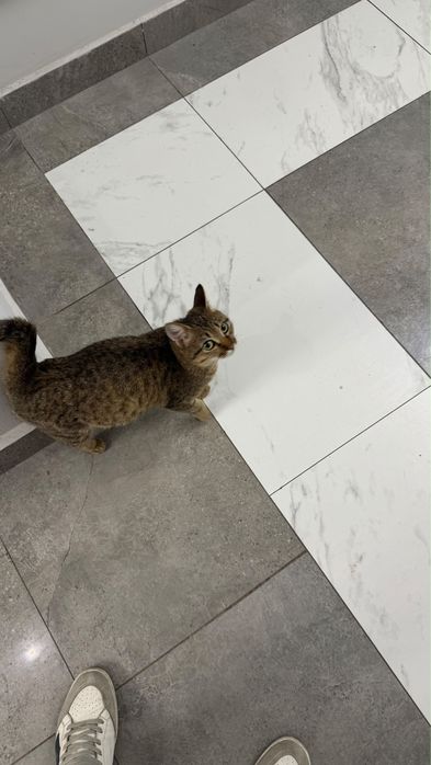 Отдам кошечку даром