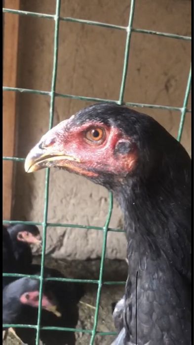 Немец шамо мокионлари сотилади