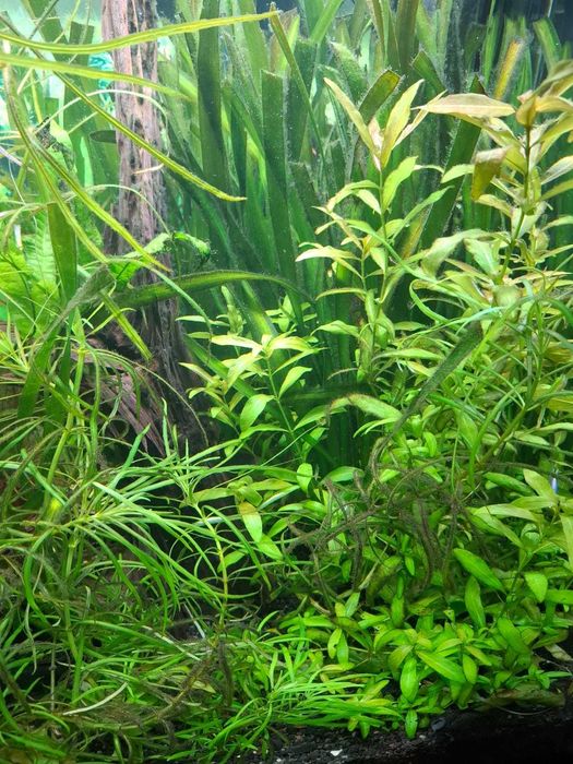 PLANTE de acvariu