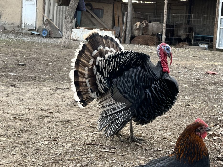 Продаются индюшки