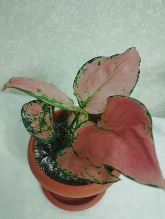 Комнатные цветы: аглаонема, район Евразии