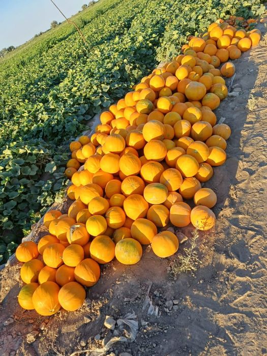 Семена дыни сорт Бакинка