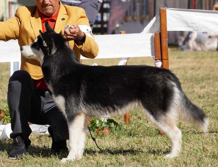 Pui Husky Siberian, părinți multipli campioni.