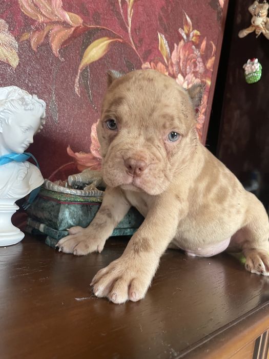 Американский булли щенки