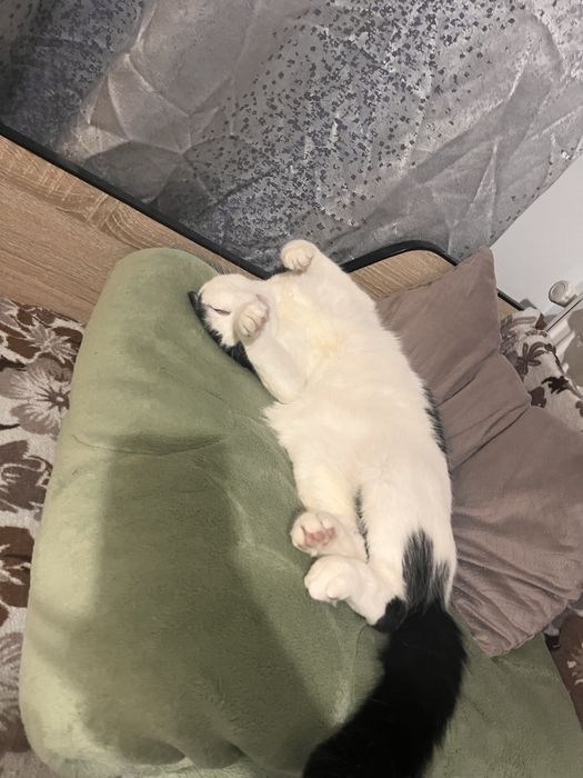 Motănel spre adoptie
