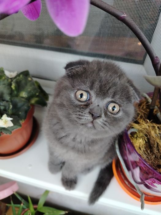 Шотландски Котета
