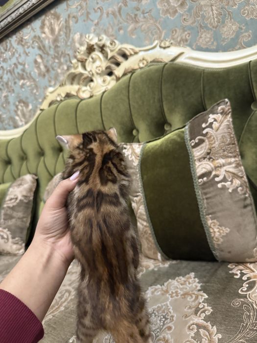 Бенгальский красивый котенок