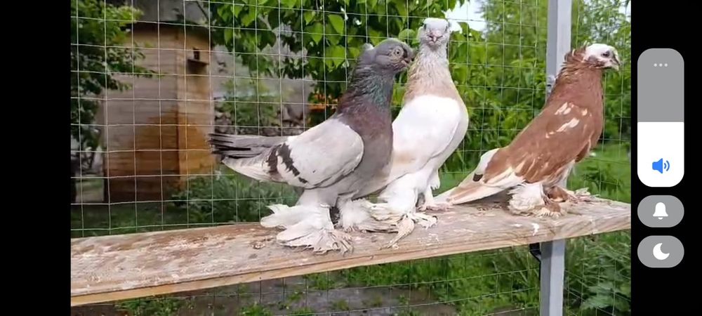 Голубка чинка полосатые пара