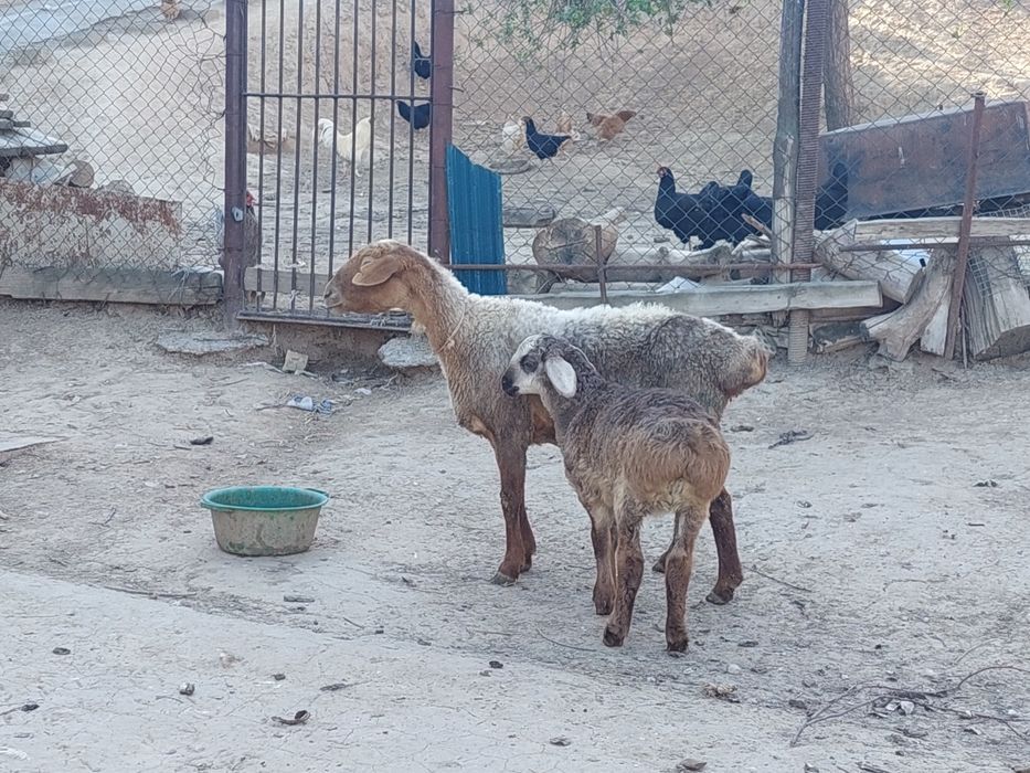 Жас қозылы қой сатылады