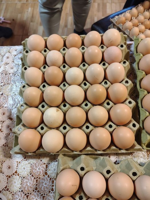 Oua de casa de vânzare