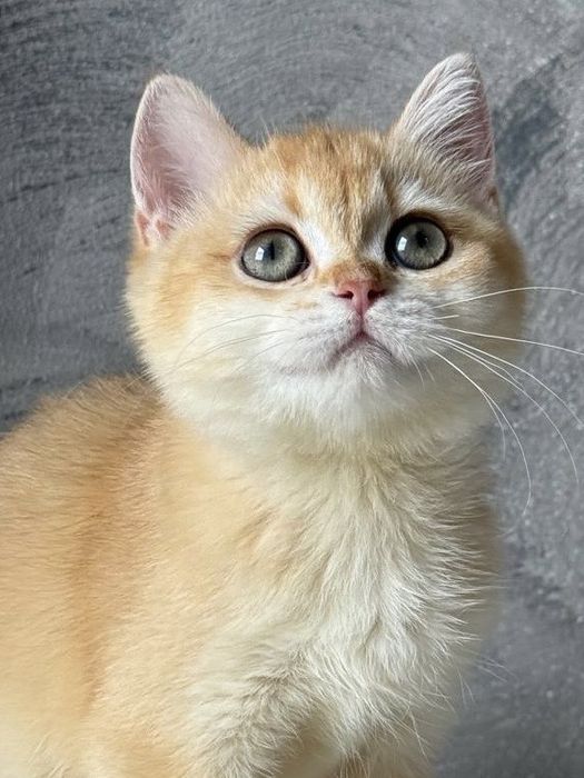 Fetita british shorthair golden chinchilla 3,5 luni. Pedigree WCF