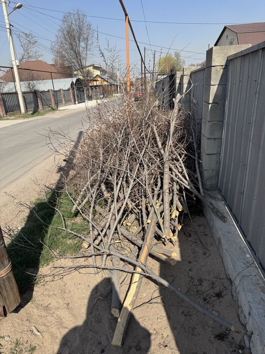 Отын, агаш, дрова