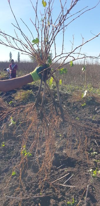 Butasi vita de vie OFERTA