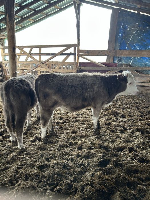 Vand vitei mai multe detali la nr de telefon