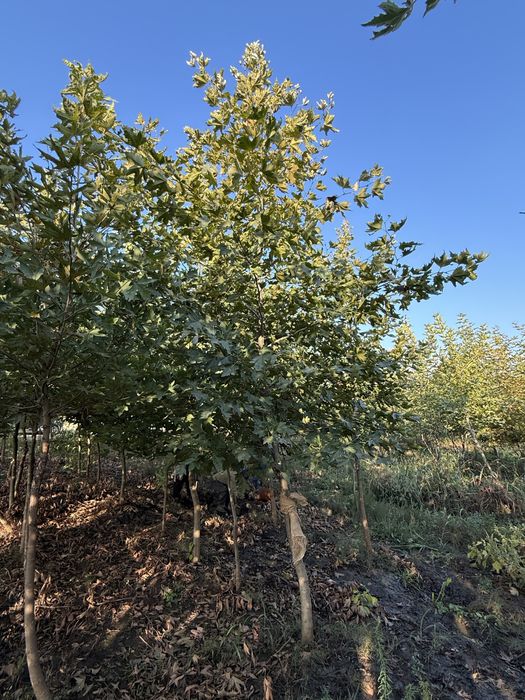 Vand platan englesec calitate extra