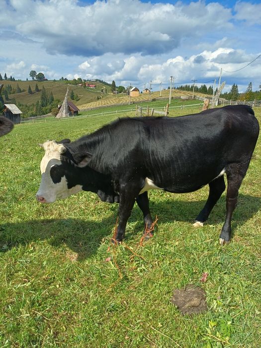 Vând juncă de un an jumate