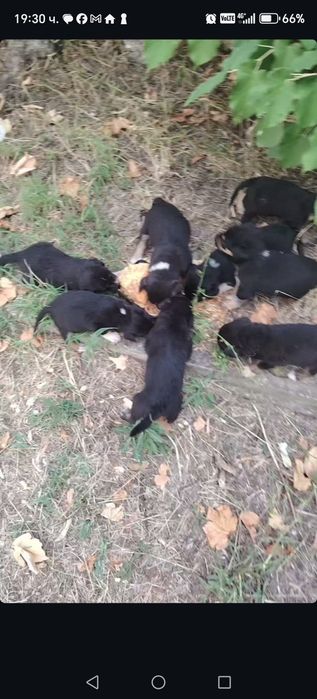 Подарявам кученца