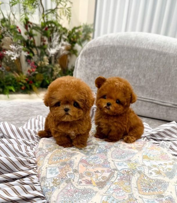 Pudel Poodle mini toy 2 luni